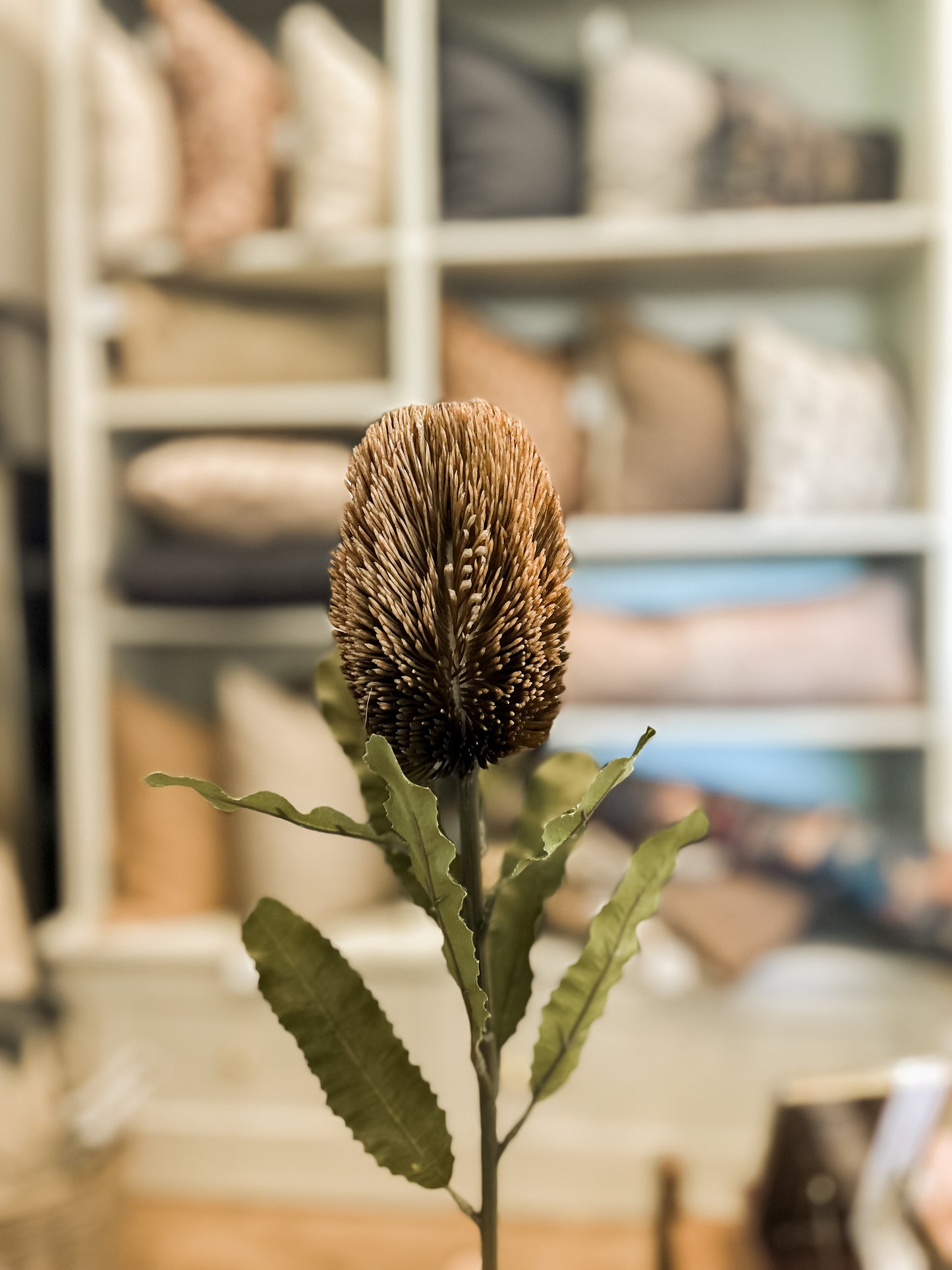 Banksia Floral Stem Brown