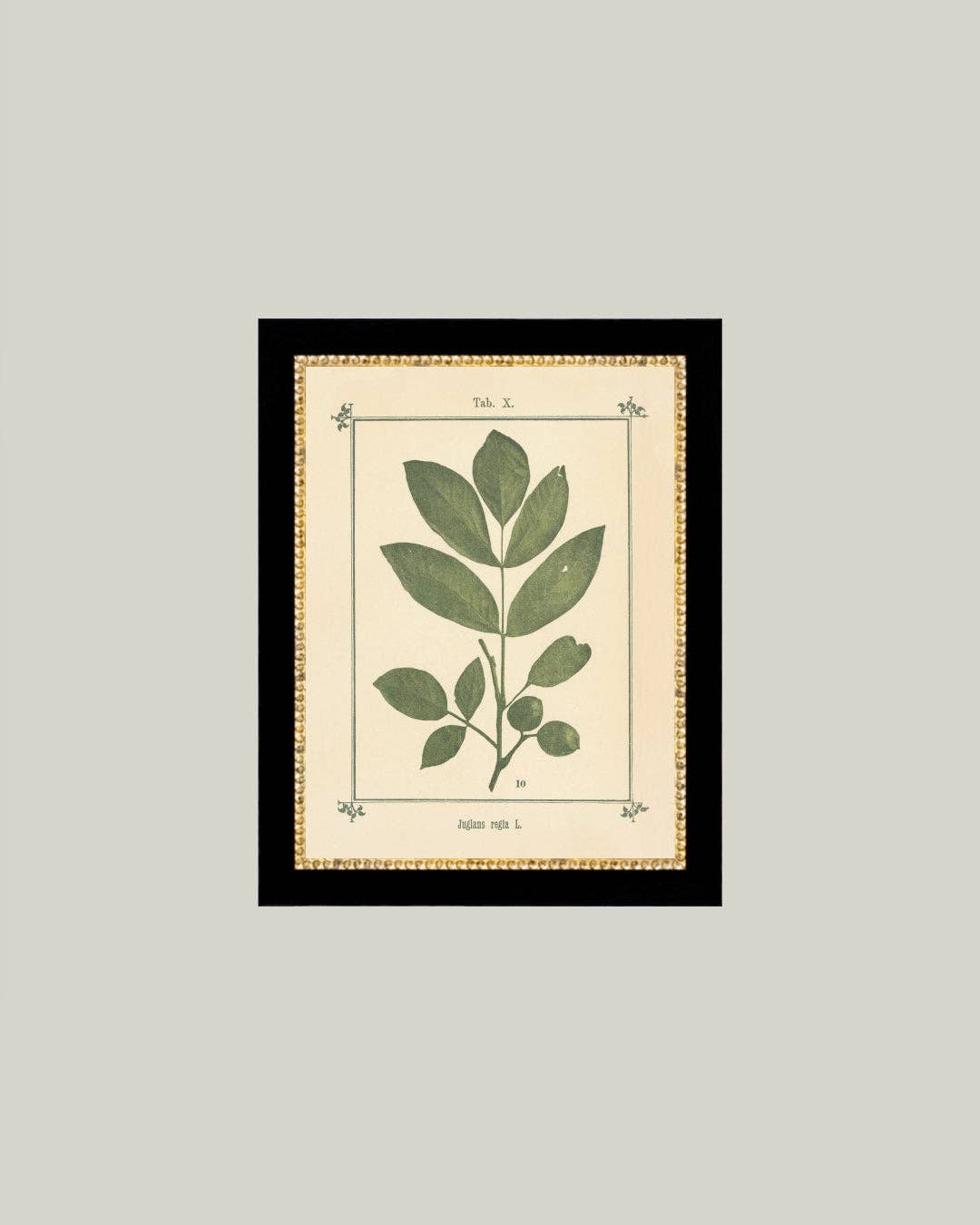 Plant Atlas