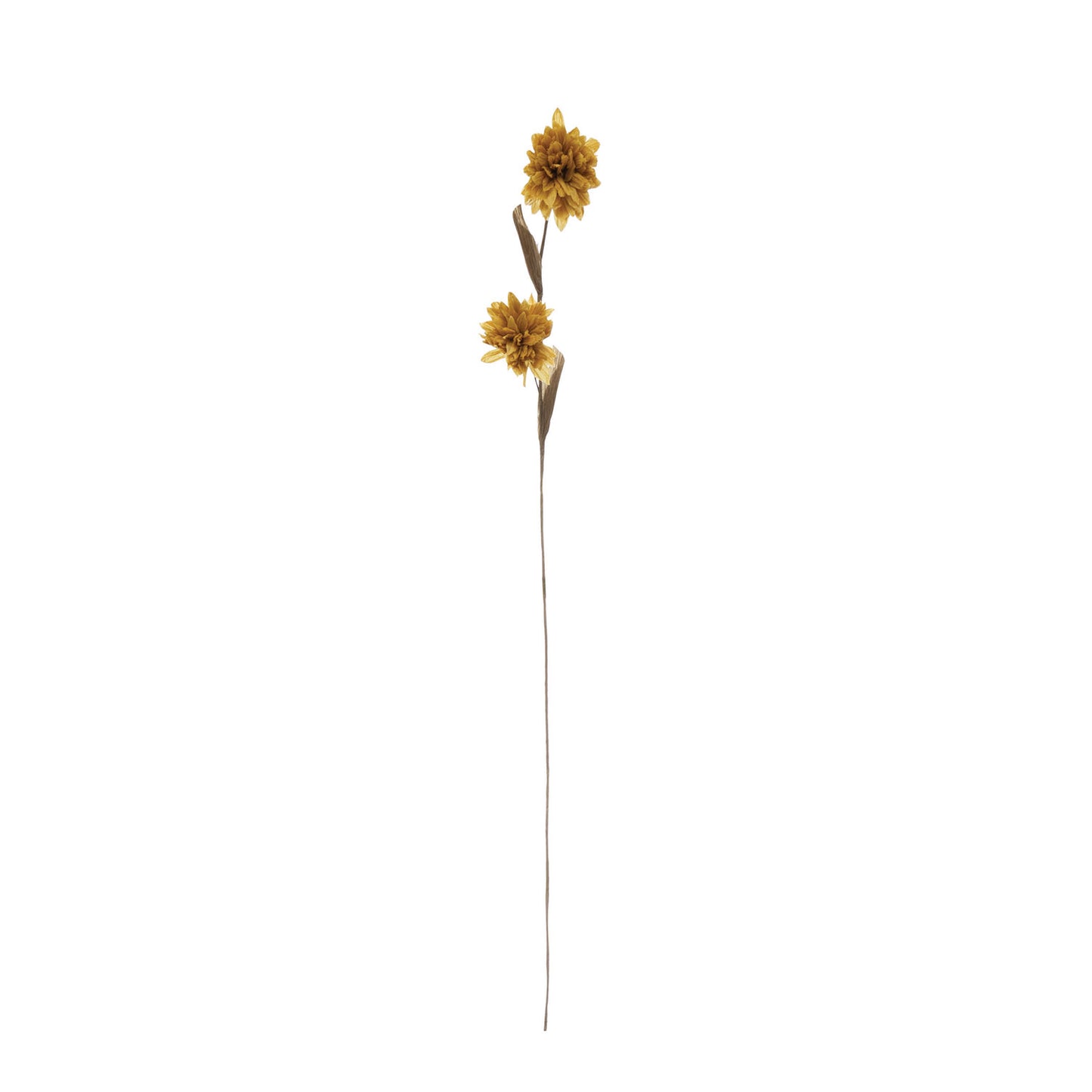 Floral Stems