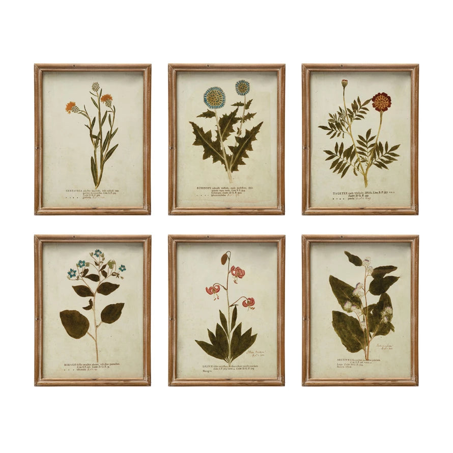 Botanical Prints Framed (6 different styles)
