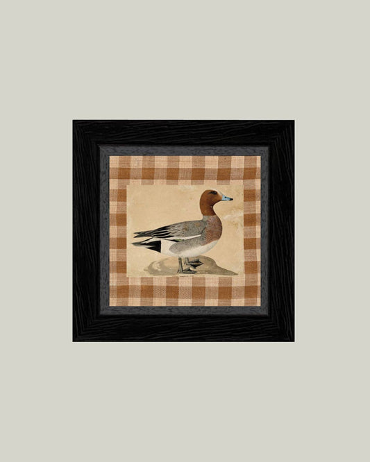 Eurasian Wigeon Framed Antique Art