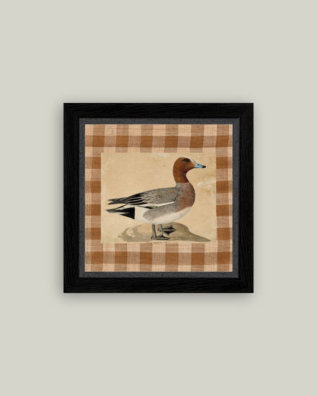 Eurasian Wigeon Framed Antique Art