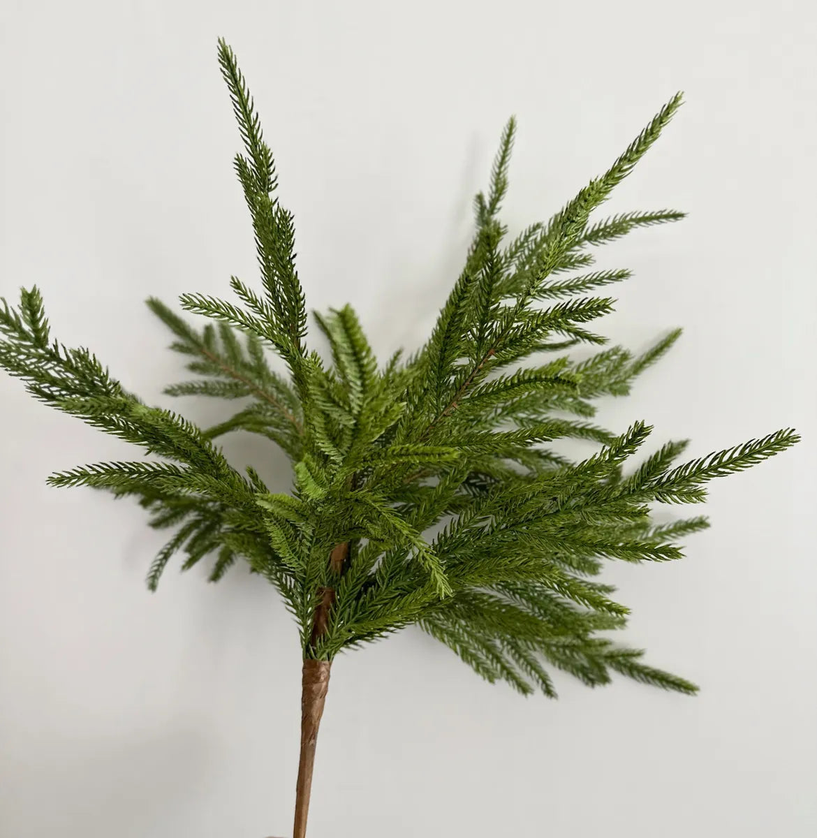 Norfolk Pine Pick
