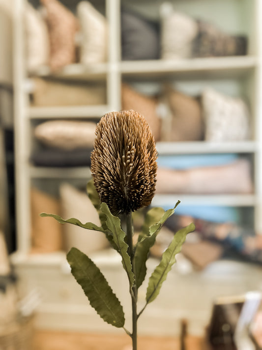 Banksia Floral Stem Brown