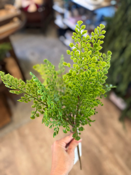 Maiden Hair Fern