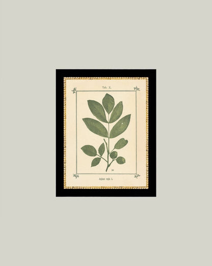Plant Atlas
